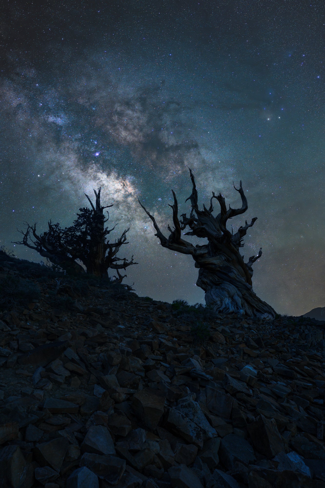 Silhouetted ancient trees under a bright Milky Way on a rocky slope.