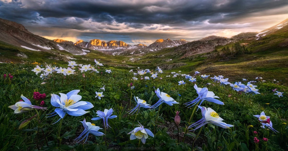 Peaks and Petals A Colorado Wildflower With Jess Santos