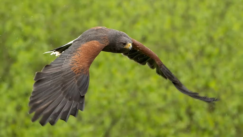 thumbnail image for the event