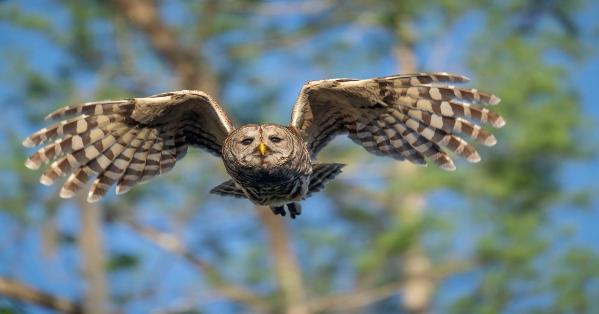 bird photography equipment