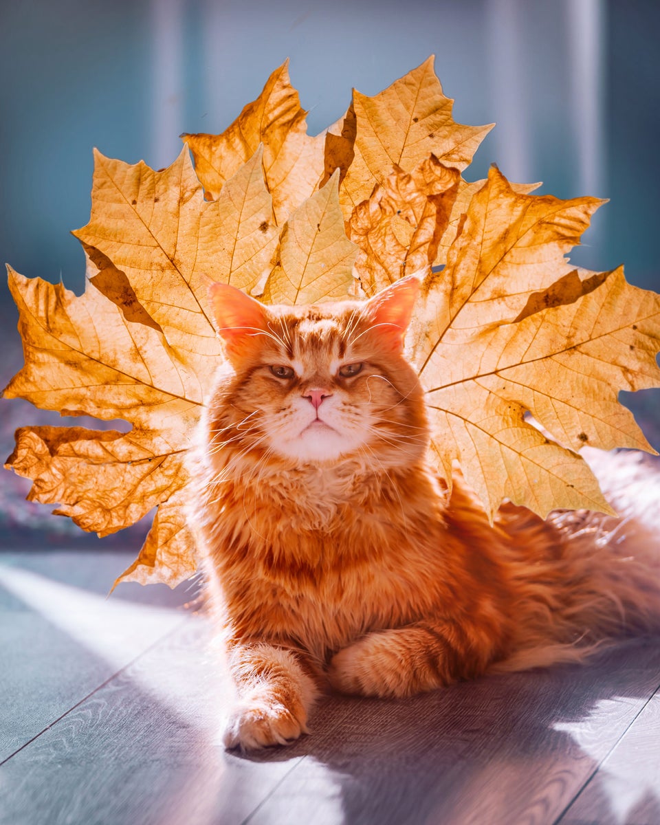 https://alphauniverseglobal.media.zestyio.com/Sony35mmf14_4_TheCutletCat.jpg?height=1200&fit=bounds