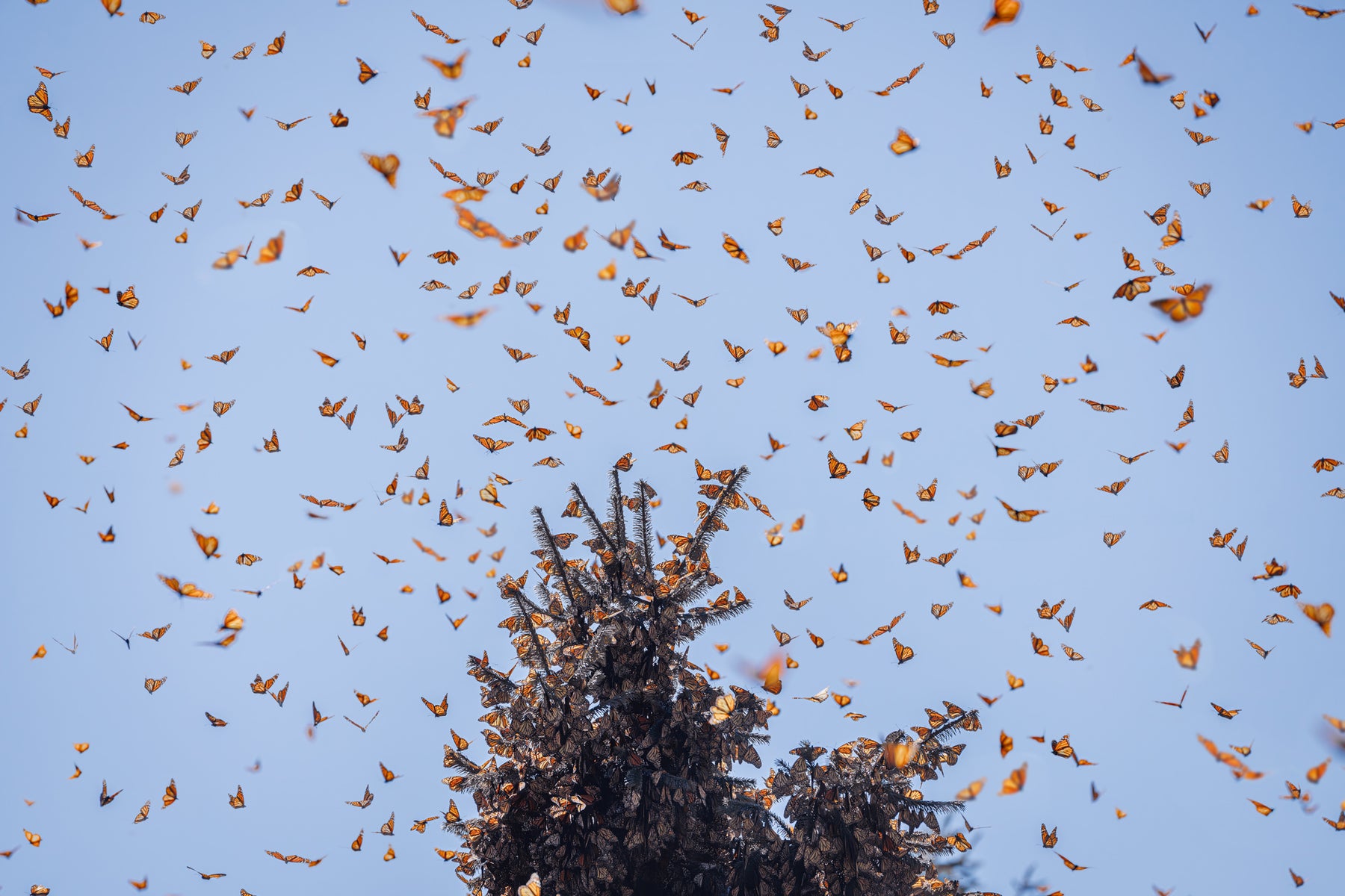 https://alphauniverseglobal.media.zestyio.com/Sony70-200mm28-Lens_12_Monarch_butterfly_Mexico.jpg?height=1200&fit=bounds