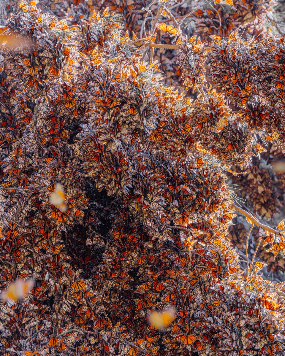 https://alphauniverseglobal.media.zestyio.com/Sony70-200mm28-Lens_3_Monarch_butterfly_Mexico.jpg?height=1200&fit=bounds