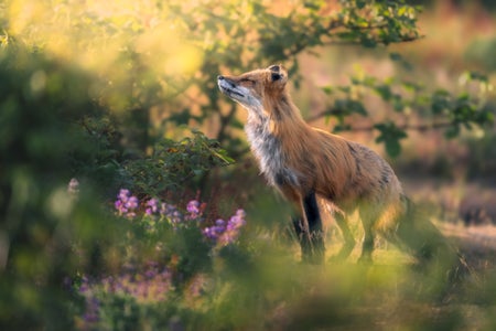 Week 11-Wildlife-Amber Favorite