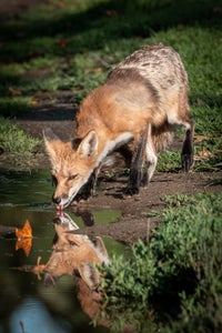 Amanda Newlove is our “Reflections” theme micro-grant winner.