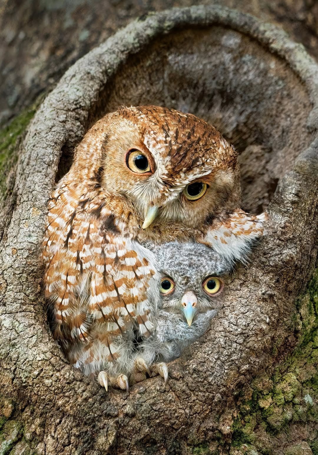Owl in tree with owl baby