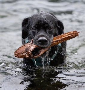 Amanda Stern is our “Pets” theme micro-grant winner.