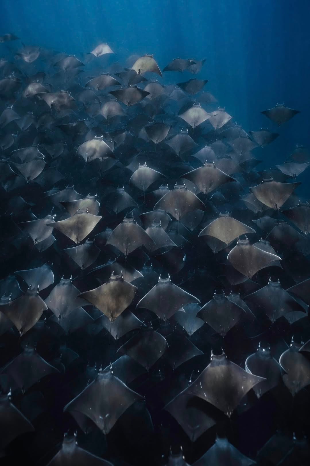 A group of mobula rays swimming underwater