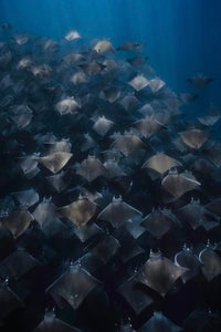 Ashley HS is our “Aquatic” theme micro-grant winner.