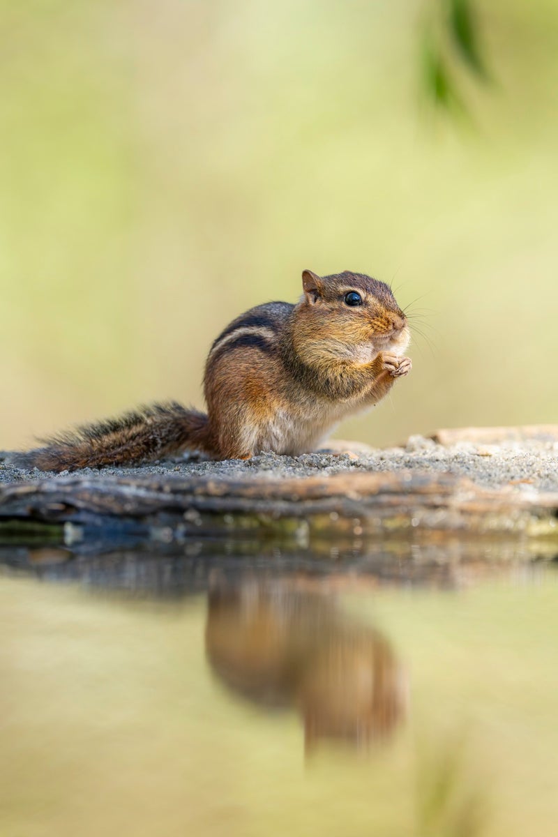 https://alphauniverseglobal.media.zestyio.com/Week-2-Wildlife--Tina-Horne.jpg?height=1200&fit=bounds