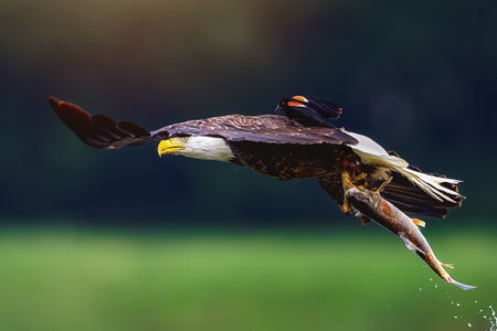 https://alphauniverseglobal.media.zestyio.com/Week-25-Wildlife-Jamie-Frayser.rJfb-KNT1l.jpg?height=300&fit=bounds