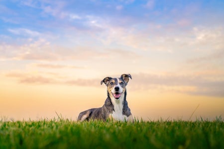 https://alphauniverseglobal.media.zestyio.com/Week-26-Pets-Corey-Chaing.H1epebFET1e.jpg?height=300&fit=bounds
