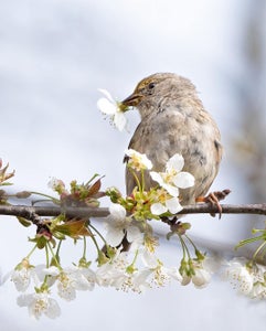 https://alphauniverseglobal.media.zestyio.com/Week-32-Feathery-Friends--Kristy-Sharkey.S1byZbtEaJx.jpg?height=300&fit=bounds