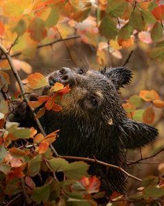 The “Fall Vibes” theme micro-grant winner is Dani Hamm. 