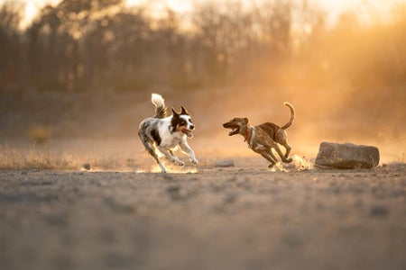 https://alphauniverseglobal.media.zestyio.com/Week-42-Chasing-Light-Marissa-Lachance-.r1TlWFVTJg.jpg?height=300&fit=bounds