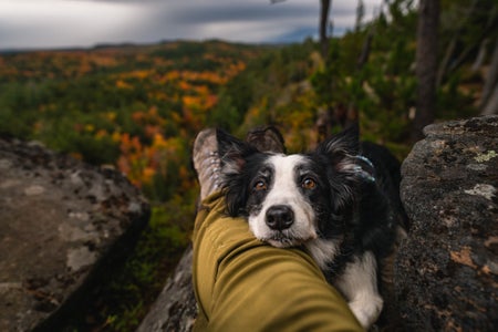 https://alphauniverseglobal.media.zestyio.com/Week-48-Pets-Tracy-Wood.HJe7Z-YNpyl.jpg?height=300&fit=bounds