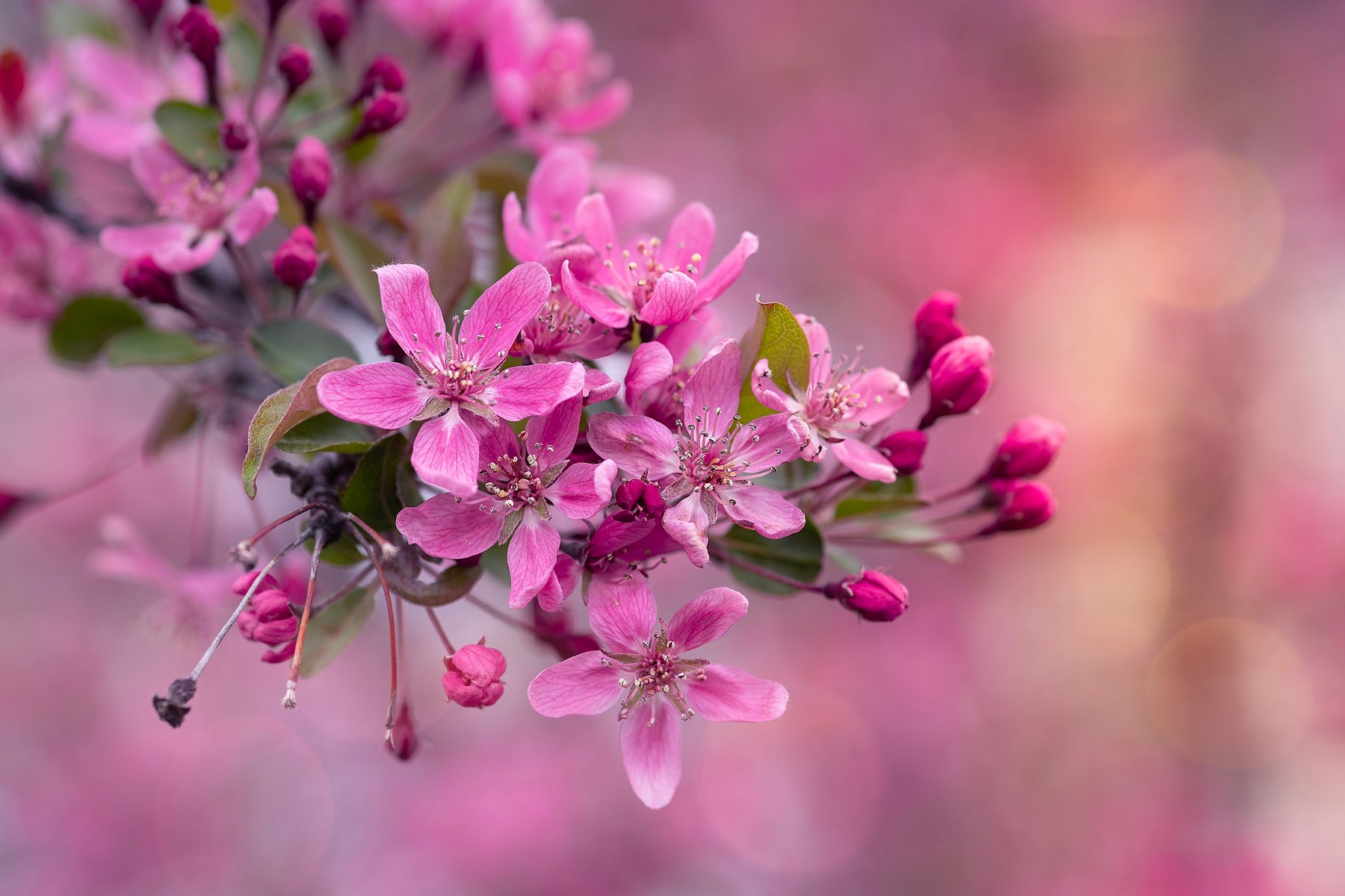 https://alphauniverseglobal.media.zestyio.com/Week-51-Springtime-Bloom-Simi-Jois.jpg?height=1200&fit=bounds