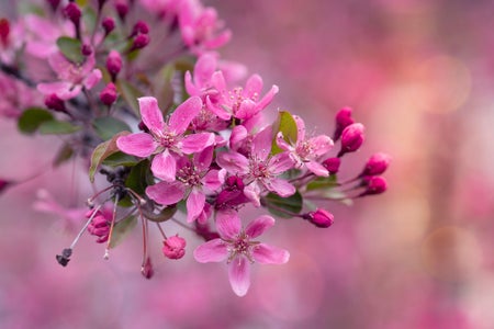 https://alphauniverseglobal.media.zestyio.com/Week-51-Springtime-Bloom-Simi-Jois.jpg?height=300&fit=bounds