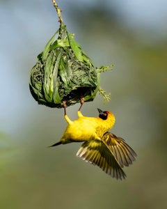 https://alphauniverseglobal.media.zestyio.com/Week-8-Birds-Allegra-Hutton.jpg?height=300&fit=bounds