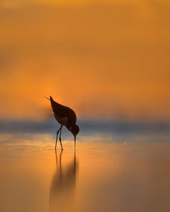 Week 8-Golden Hour-Krista Chappell