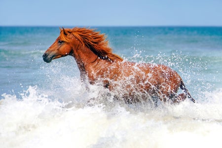 https://alphauniverseglobal.media.zestyio.com/Wild-and-Free---Full-Size.jpg?height=300&fit=bounds
