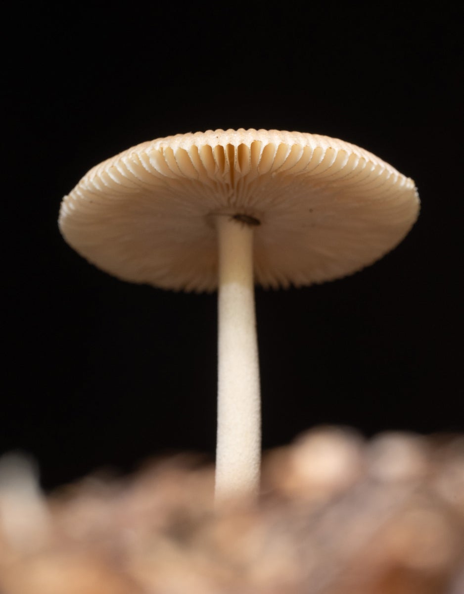 https://alphauniverseglobal.media.zestyio.com/a7RVI-100macro-GM-26_0828_050.jpg?height=1200&fit=bounds