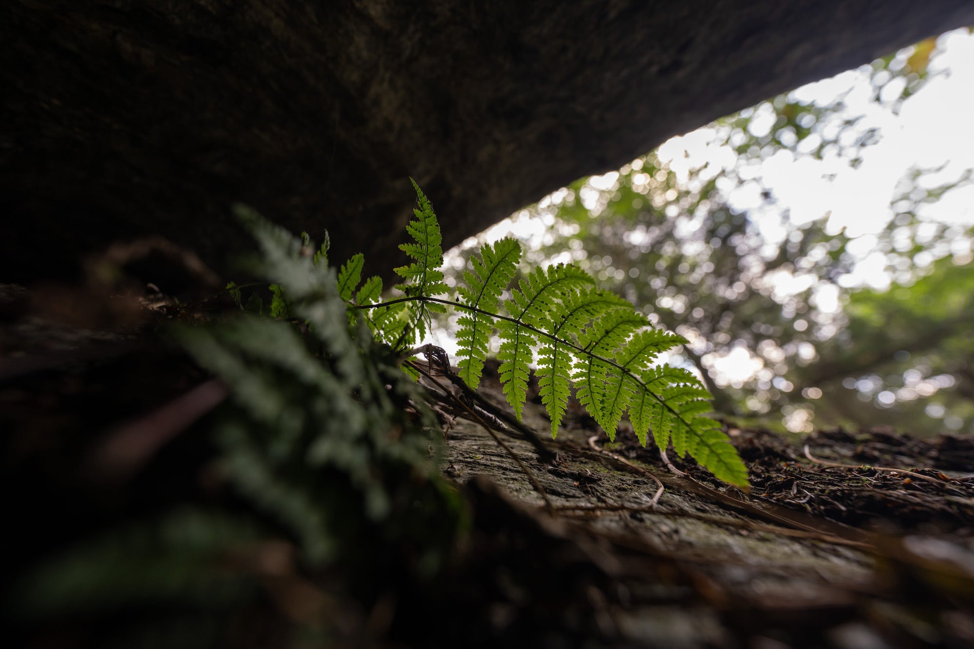 a7RVI-14GM-26_0828_046.jpg a7RVI-14GM-26_0828_046.jpg