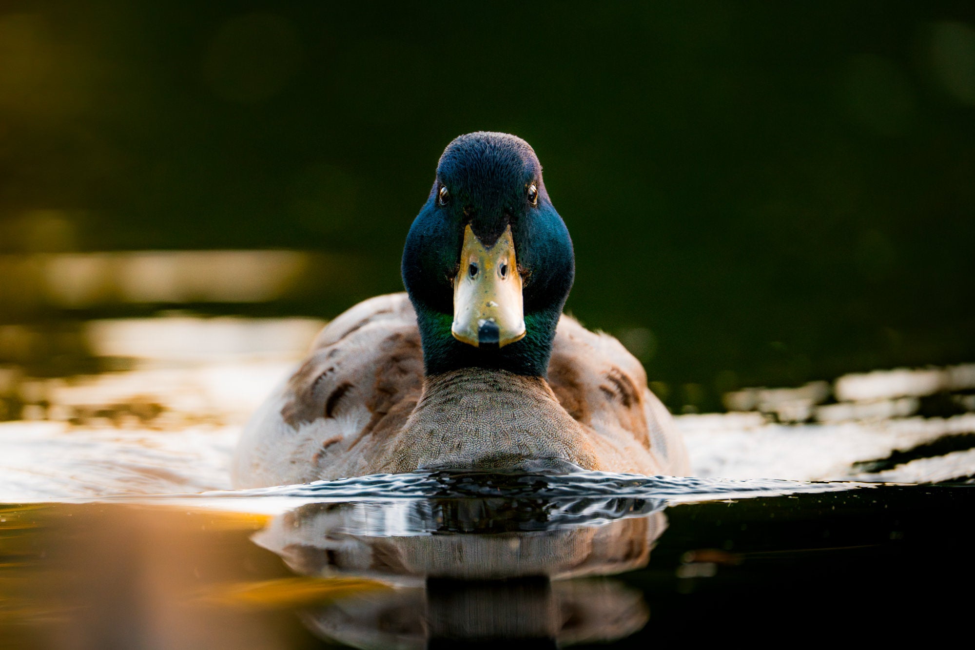 Mallard duck swimming straight toward the camera on dark water, its reflection visible below. Photo by Tomer Negrin. Alpha 7R V. 200-600mm f/5.6-6.3. f/6.3. 1/1250-sec. ISO 2000.