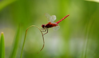 Close-up photo of a dragonfly