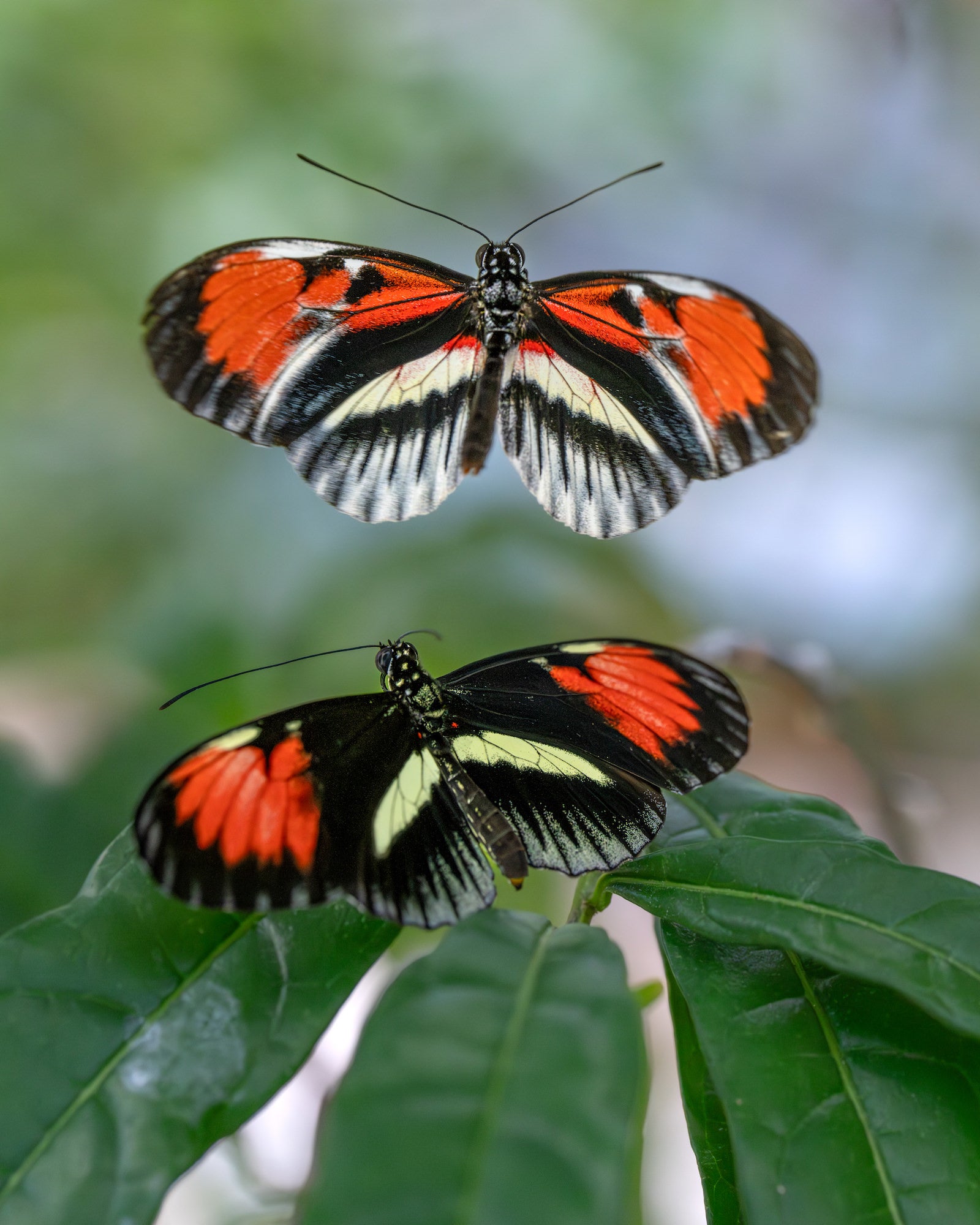 Two black, white, and orange butterflies above glossy green leaves, one hovering and one perched. Two black, white, and orange butterflies above glossy green leaves, one hovering and one perched.