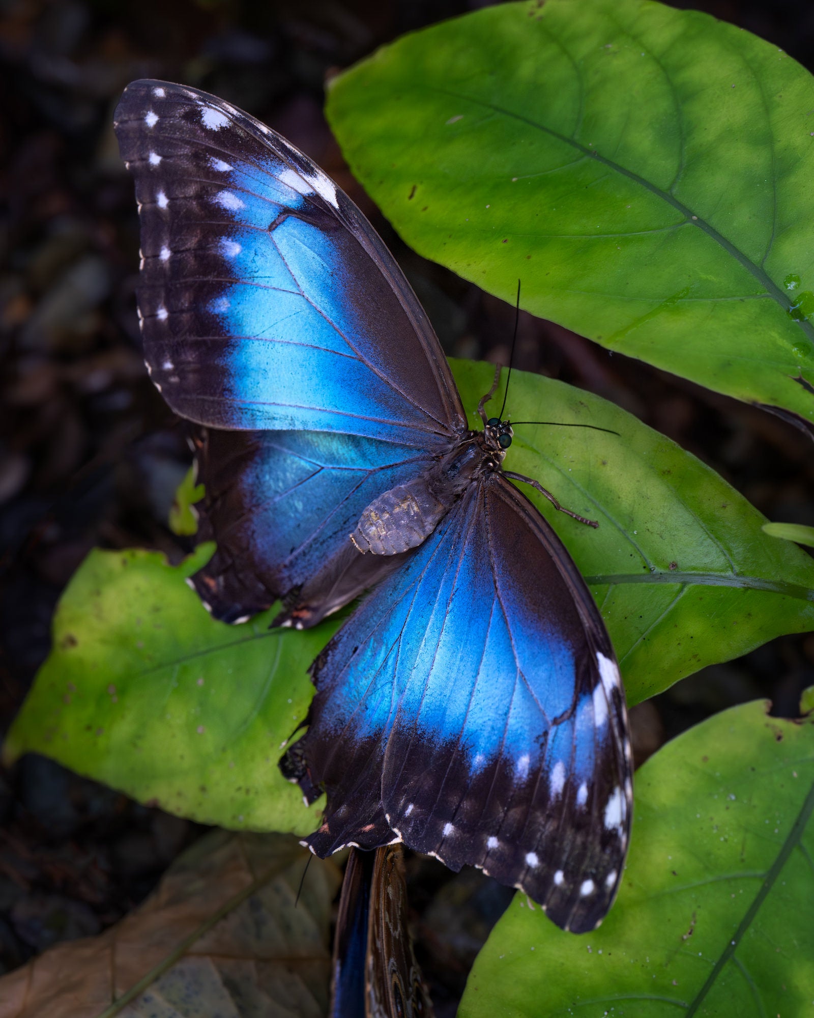 Iridescent blue butterfly resting on green leaves, wings spread with light edge speckling. Iridescent blue butterfly resting on green leaves, wings spread with light edge speckling.