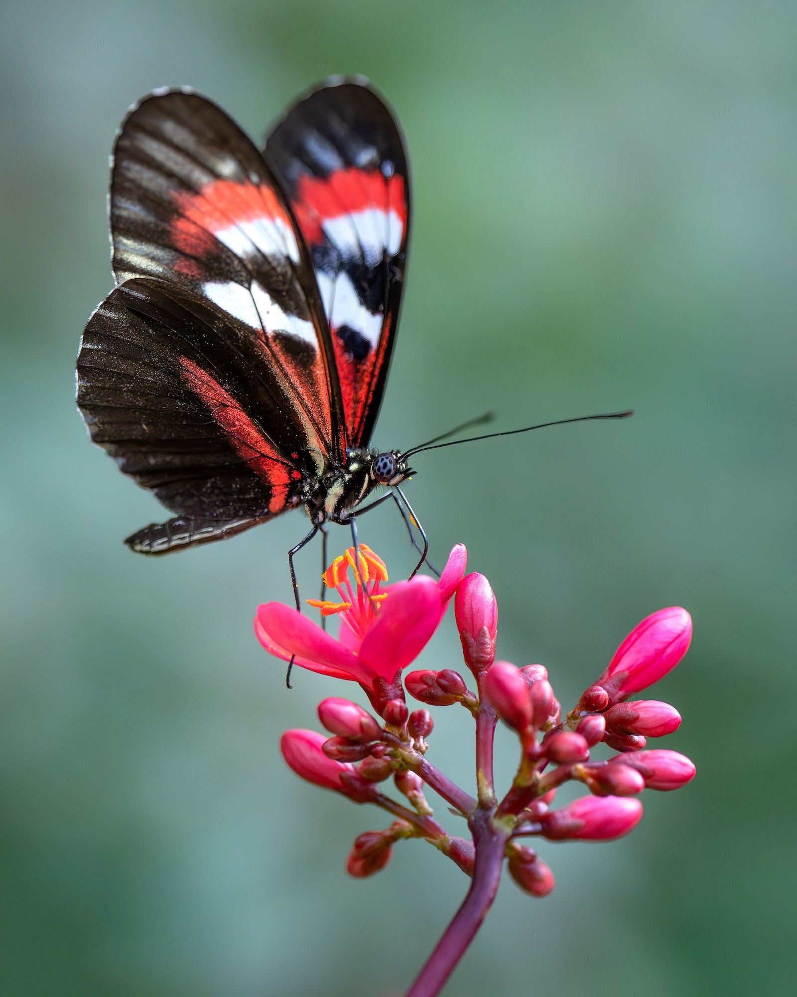 Black butterfly with a red band and white stripe nectaring on a pink flower cluster, soft teal background.