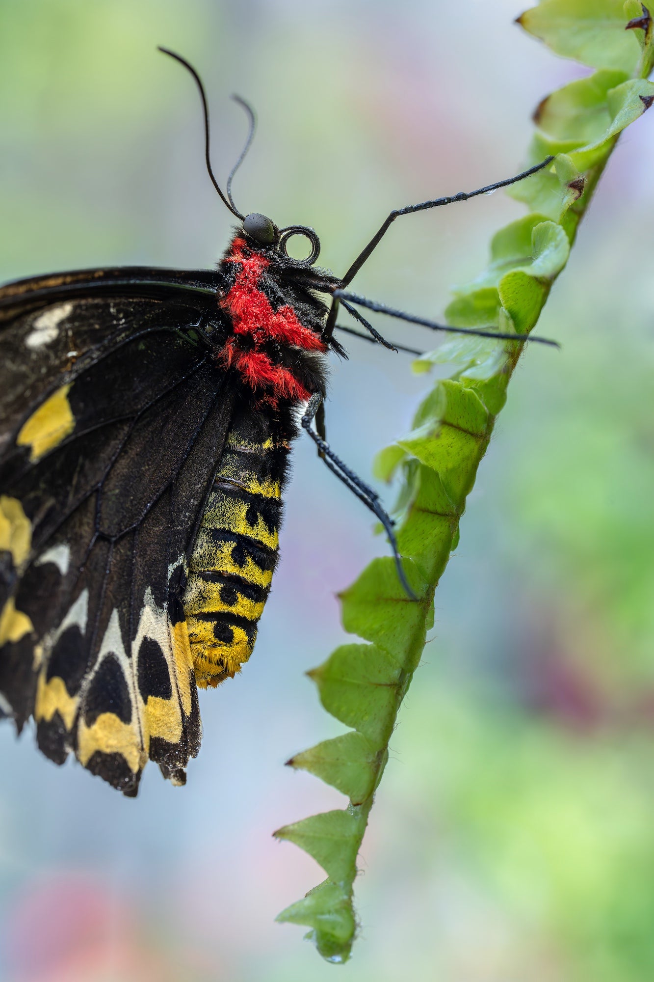 Close-up of a black butterfly with red fuzz and yellow abdomen clinging to a serrated green leaf, soft pastel bokeh. Close-up of a black butterfly with red fuzz and yellow abdomen clinging to a serrated green leaf, soft pastel bokeh.
