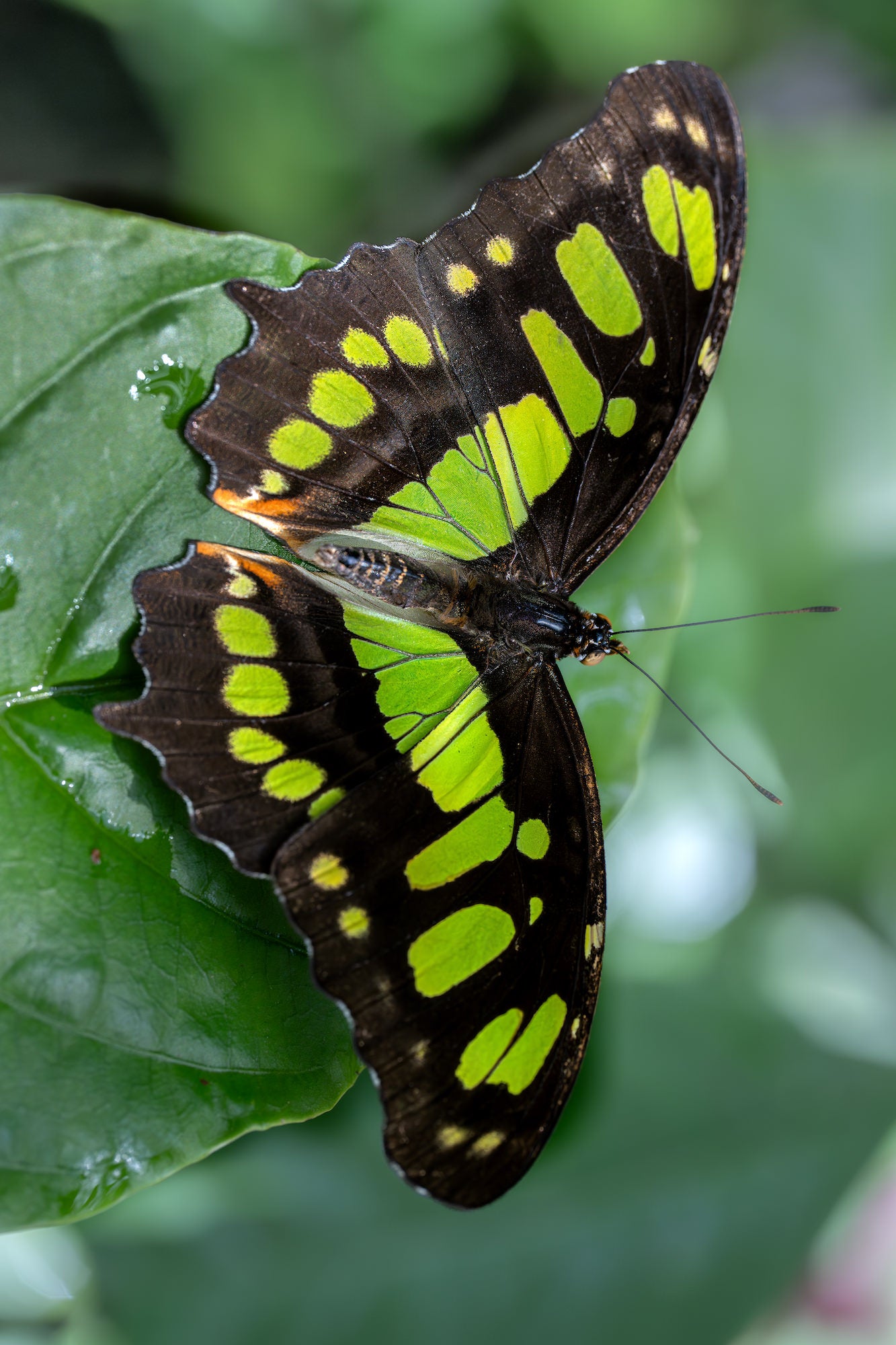 Top-down view of a butterfly with lime-green spots on dark wings resting on a broad green leaf. Top-down view of a butterfly with lime-green spots on dark wings resting on a broad green leaf.