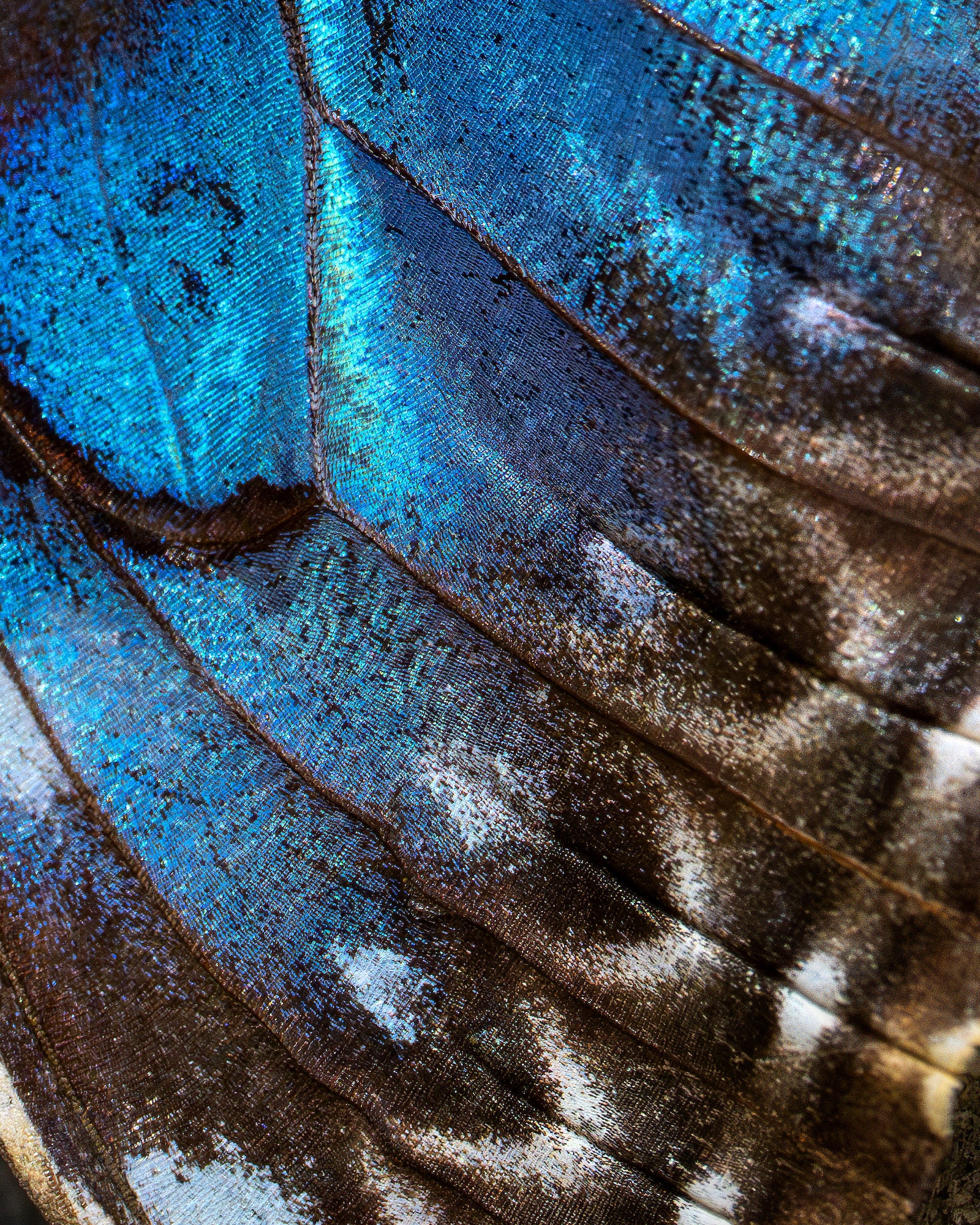 Iridescent blue close-up of butterfly wing scales, showing fine ridges and texture in macro. Iridescent blue close-up of butterfly wing scales, showing fine ridges and texture in macro.