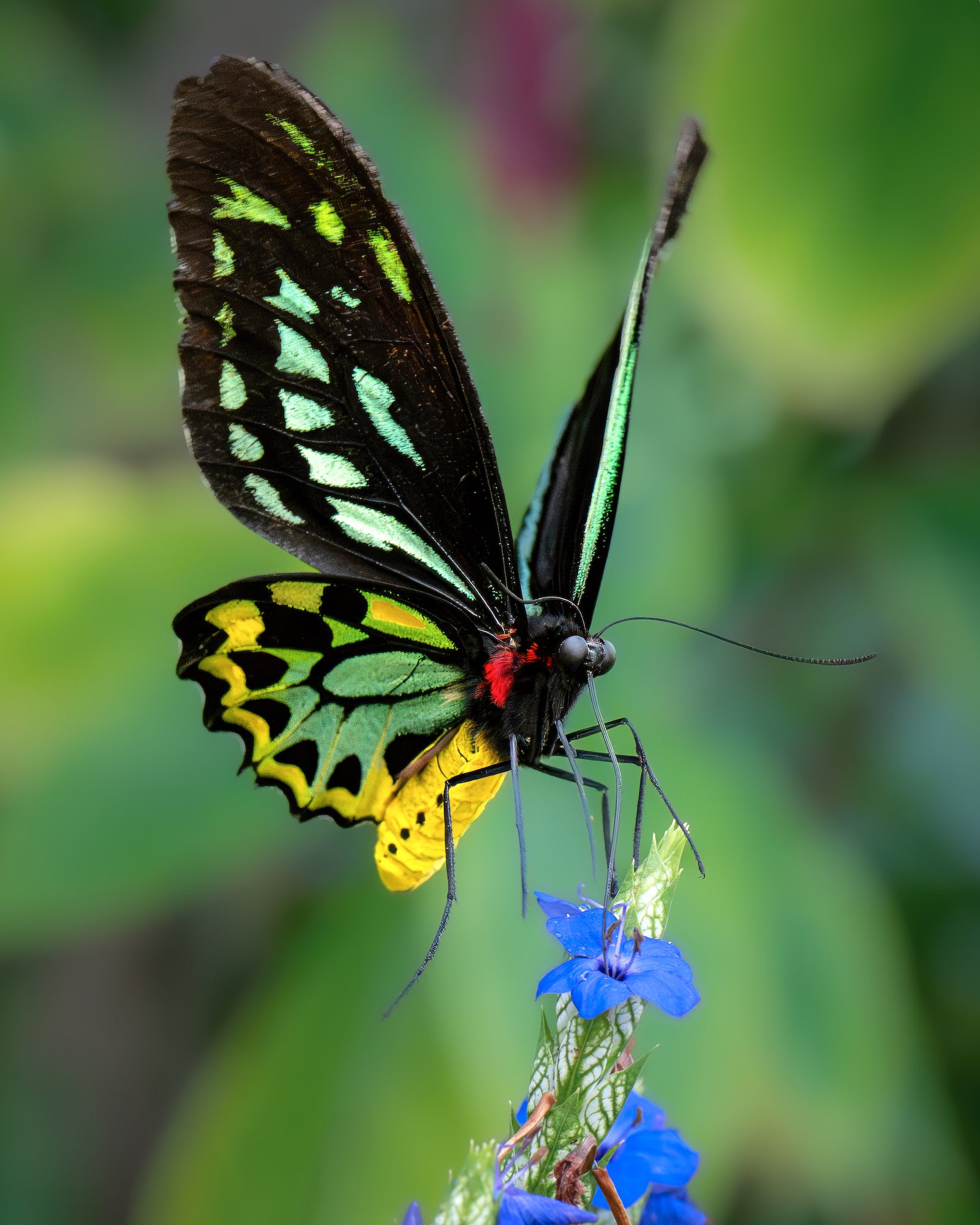 Black butterfly with lime and yellow patches and a red thorax feeding on vivid blue flowers. Black butterfly with lime and yellow patches and a red thorax feeding on vivid blue flowers.