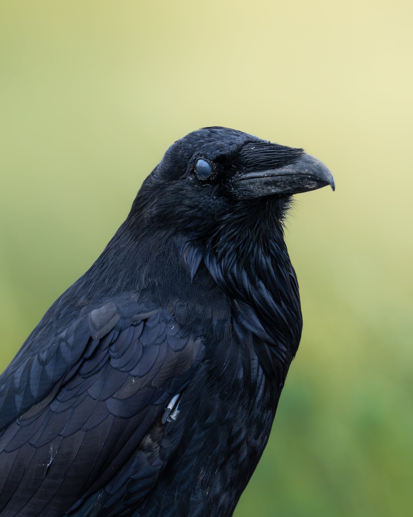 Close-up portrait of a raven with glossy black feathers, a pale blue eye, and a heavy curved bill, set against a softly blurred yellow-green field. Photo by Dani Hamm. Alpha 7R V. 400mm f/4.5 G Master OSS. 1/400-sec. f/4.5. ISO 1250.