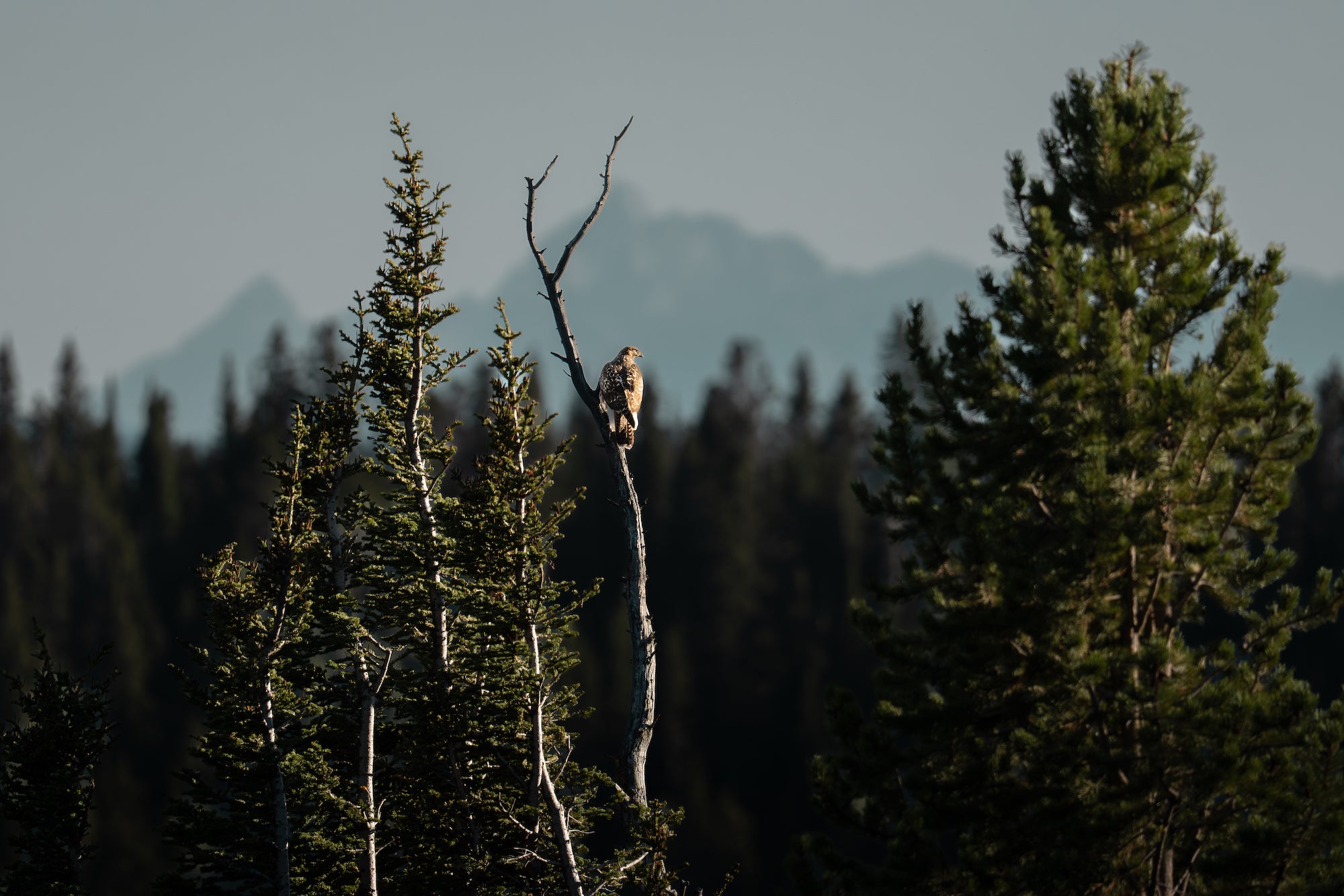 A juvenile osprey perches on the forked top of a bare tree trunk, framed by sunlit evergreens and hazy blue mountain peaks. Photo by Dani Hamm. Alpha 7R V. 400mm f/4.5 G Master OSS. 1/1600-sec. f/4.5. ISO 320.