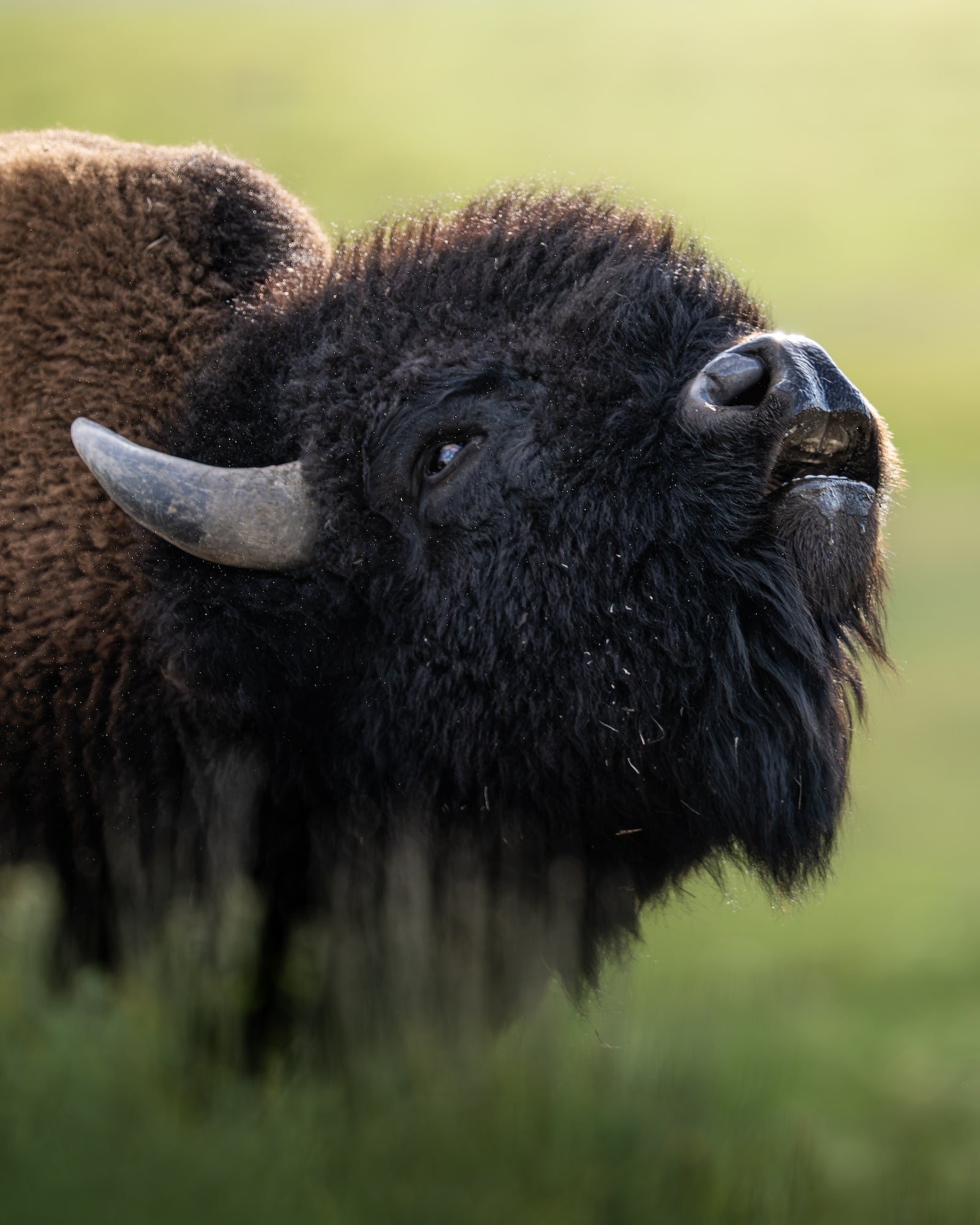 Close-up of a bison&rsquo;s face and horn against a soft green background. Photographed by Dani Hamm.