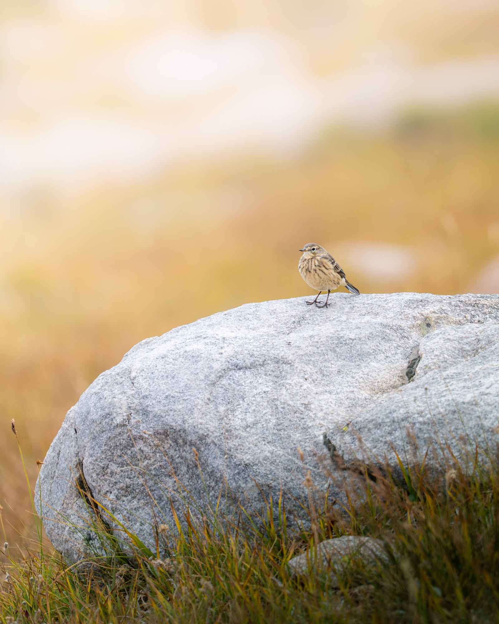 Small brown bird perched on a large gray boulder with a soft golden background. Photographed by Dani Hamm.