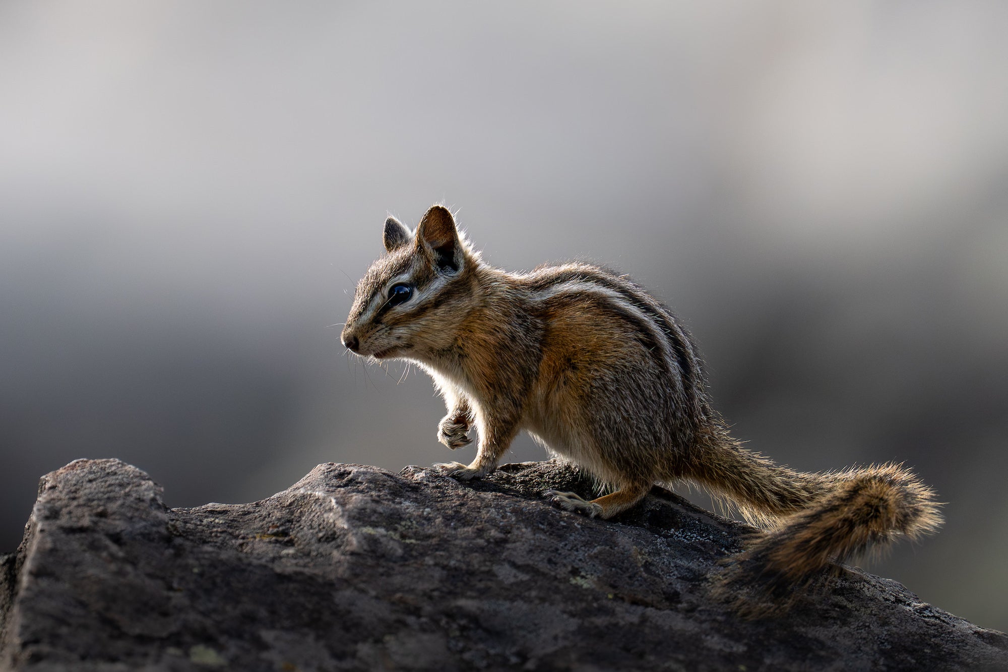 Chipmunk standing on a dark rock, backlit against a blurred gray background. Photographed by Dani Hamm.