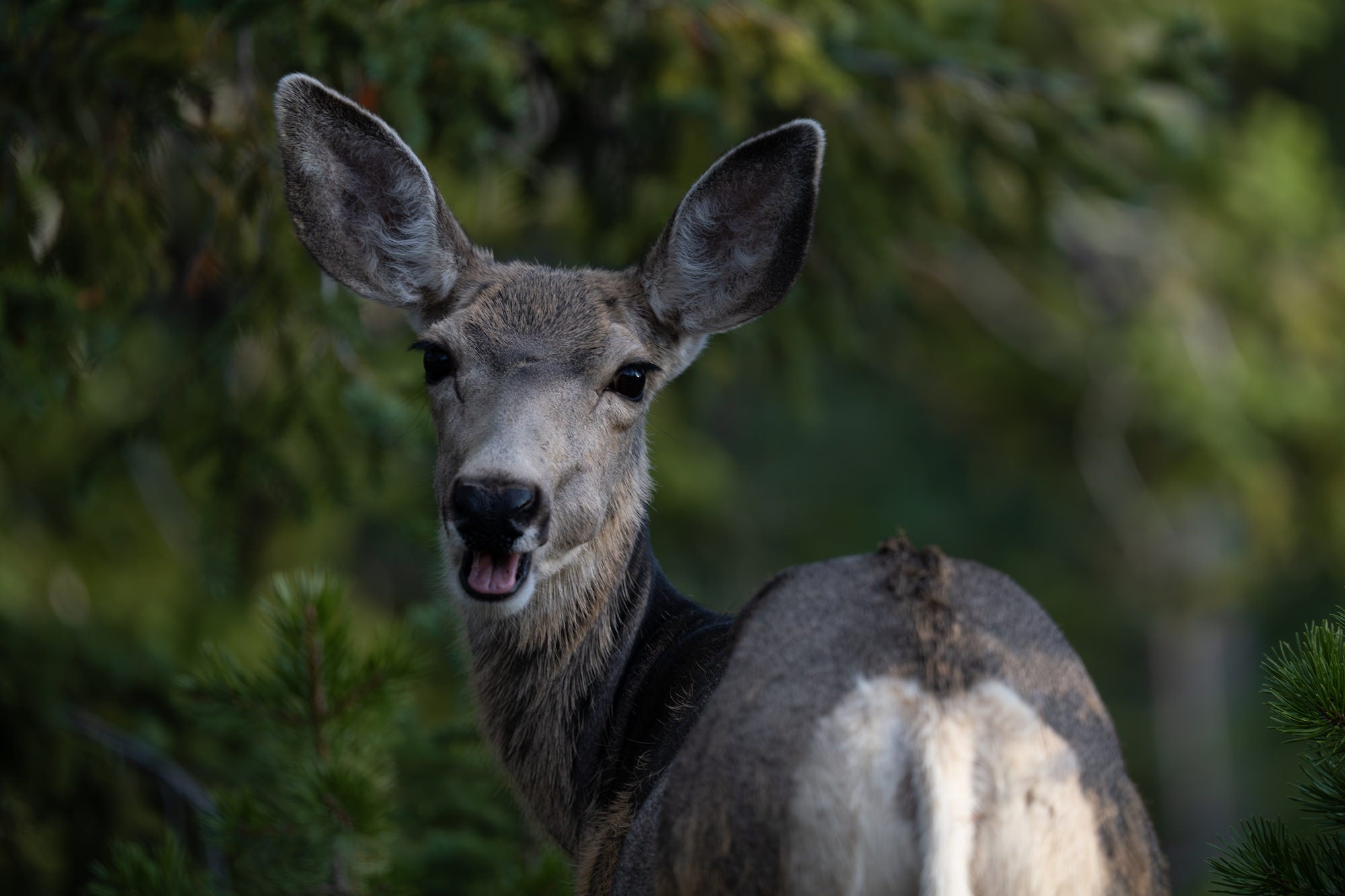 Mule deer looking toward the camera amid evergreen branches. Photographed by Dani Hamm.