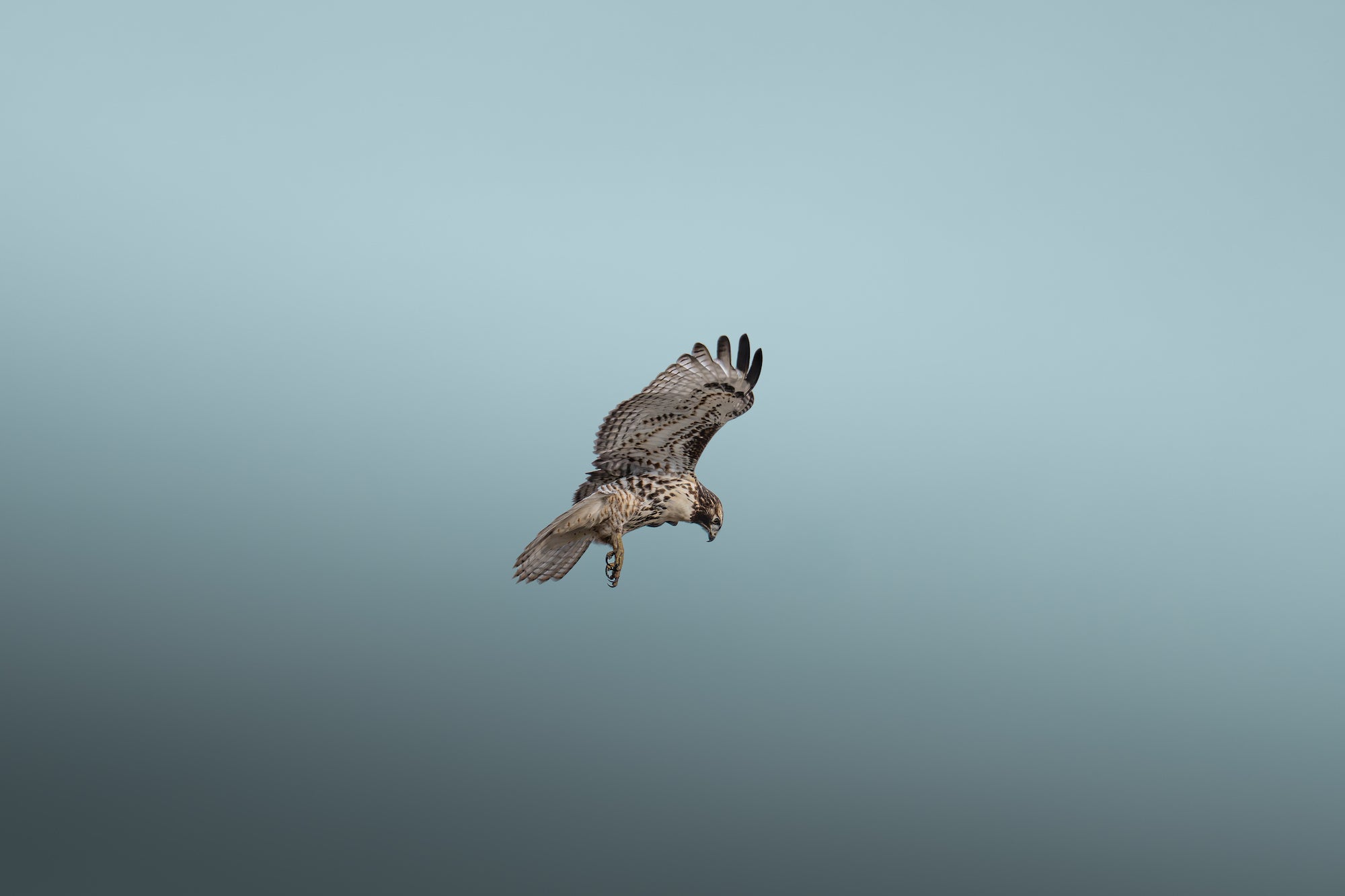 Hawk gliding through a pale blue sky with wings spread. Photographed by Dani Hamm.