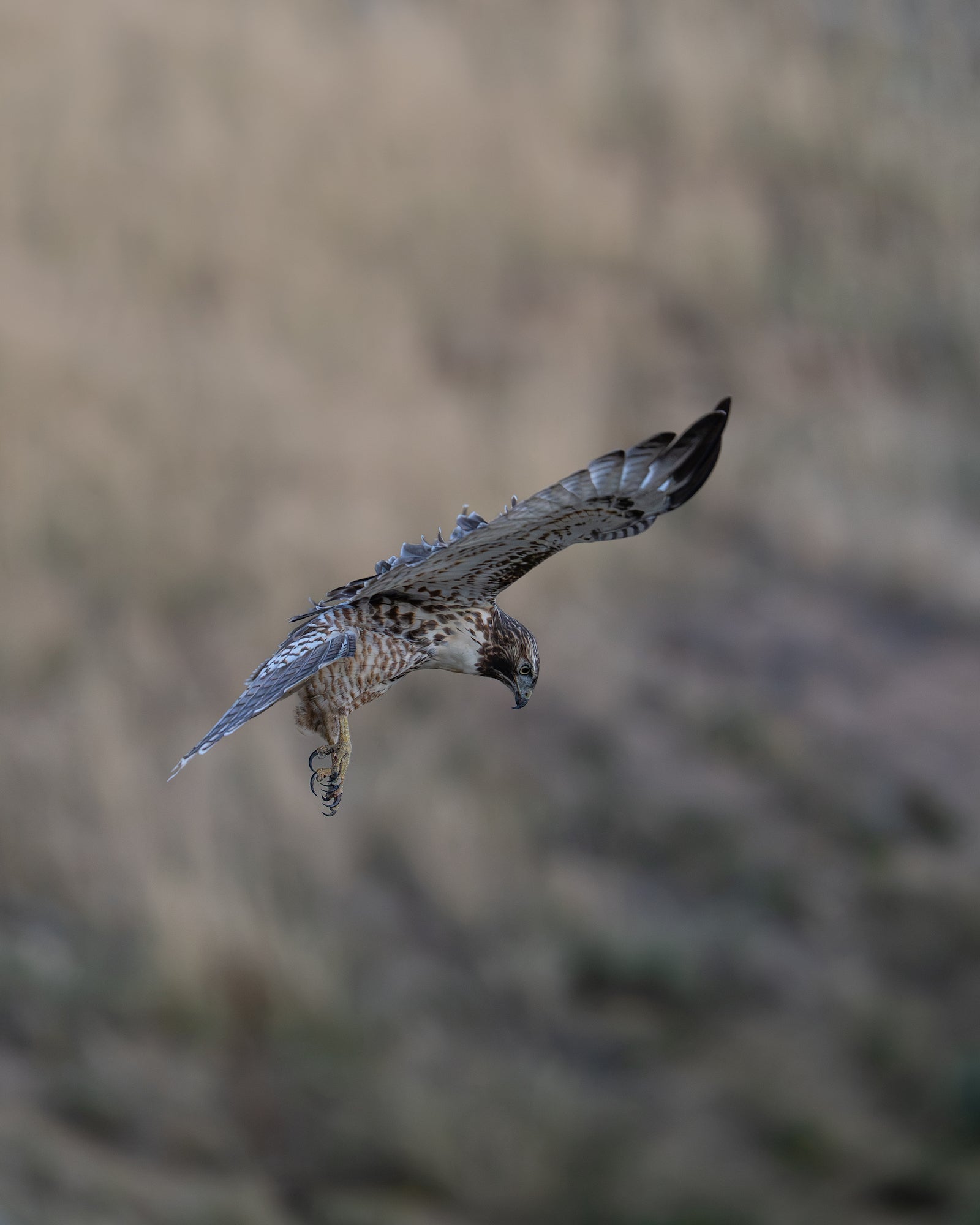 Juvenile osprey glides downward with wings outstretched and talons lowered, its speckled brown-and-white plumage defined against a blurred rocky backdrop. Photo by Dani Hamm. Alpha 7R V. 400mm f/4.5 G Master OSS. 1/800-sec. f/4.5. ISO 1250.