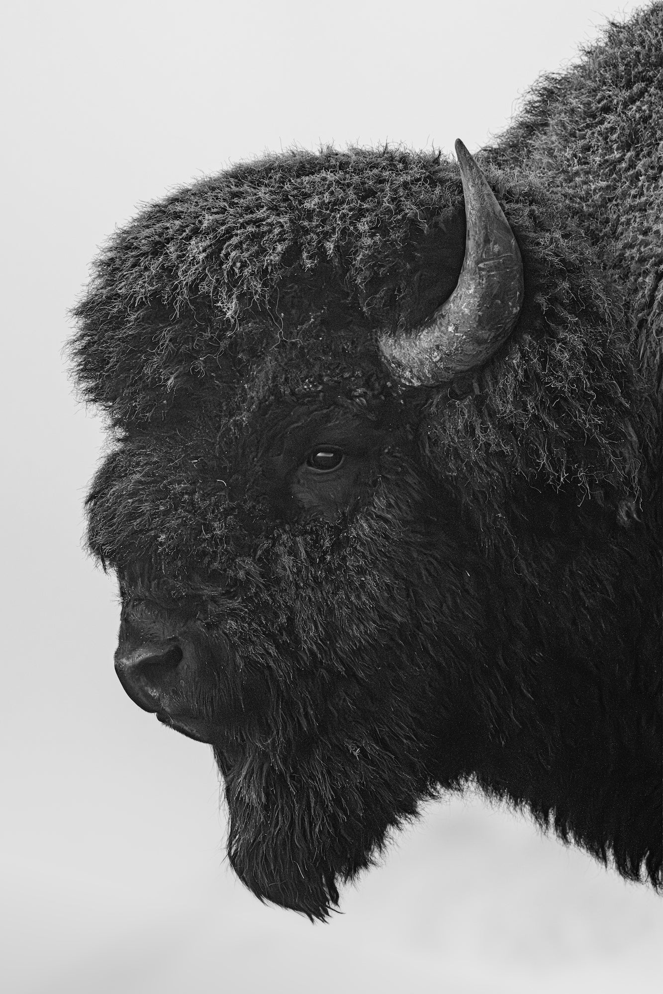 Black-and-white close-up portrait of a bison&rsquo;s head and horn. Photographed by Dani Hamm.