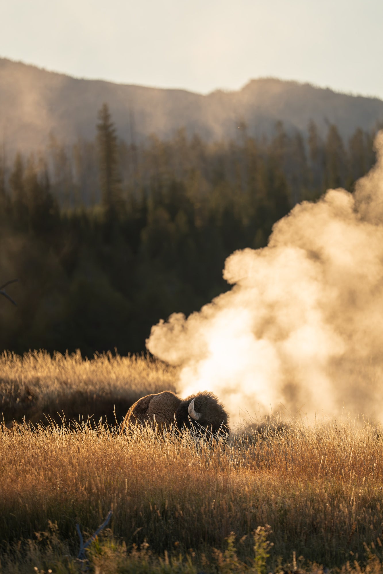 Bison grazing in a sunlit field as dust or steam rises behind it. Photographed by Dani Hamm.