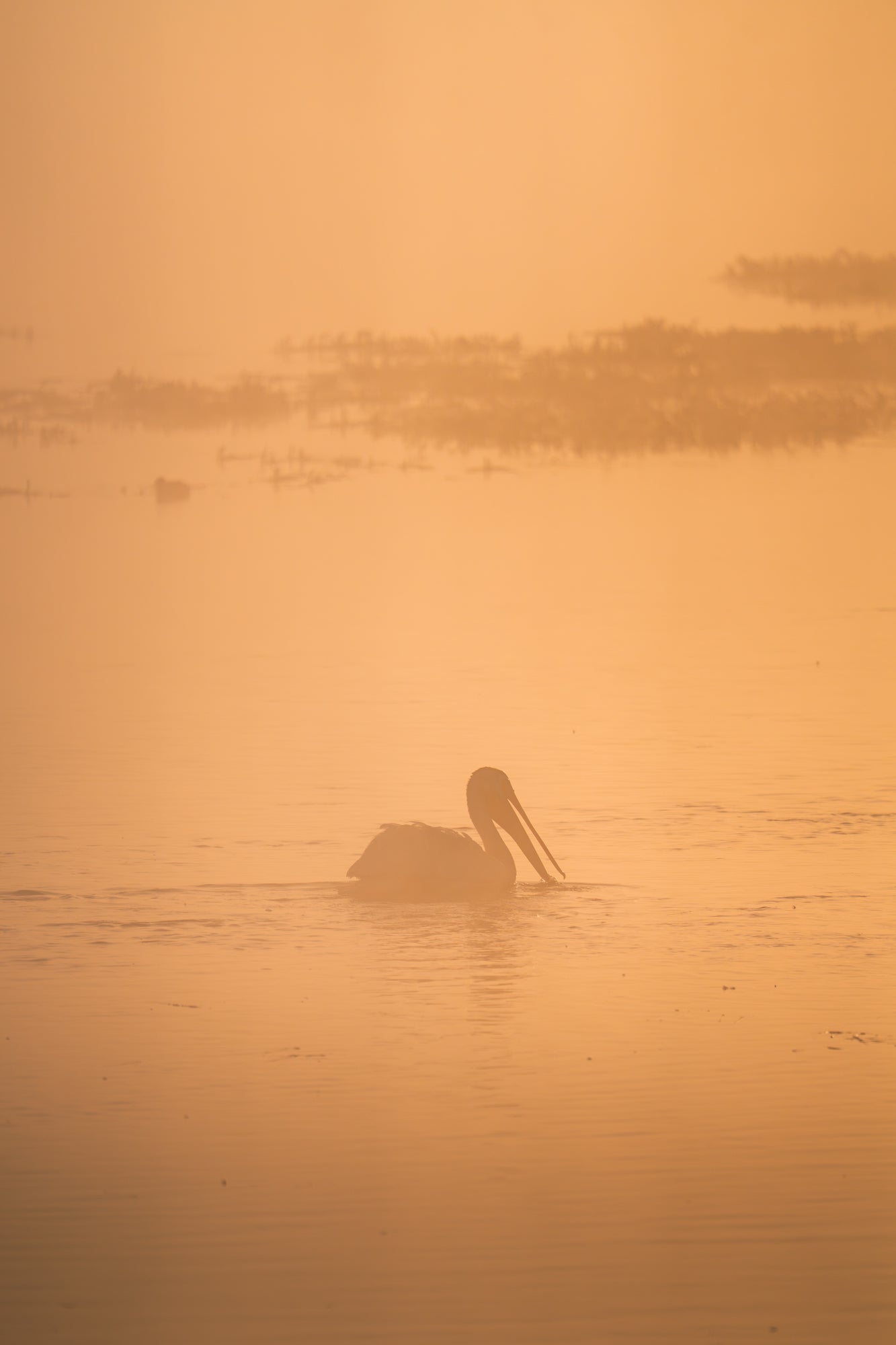 A pelican silhouette rests on calm water, its long bill angled downward in golden morning fog, with a hazy treeline and distant waterbirds behind. Photo by Dani Hamm. Alpha 7R V. 400mm f/4.5 G Master OSS. 1/6400-sec. f/4.5. ISO 320.