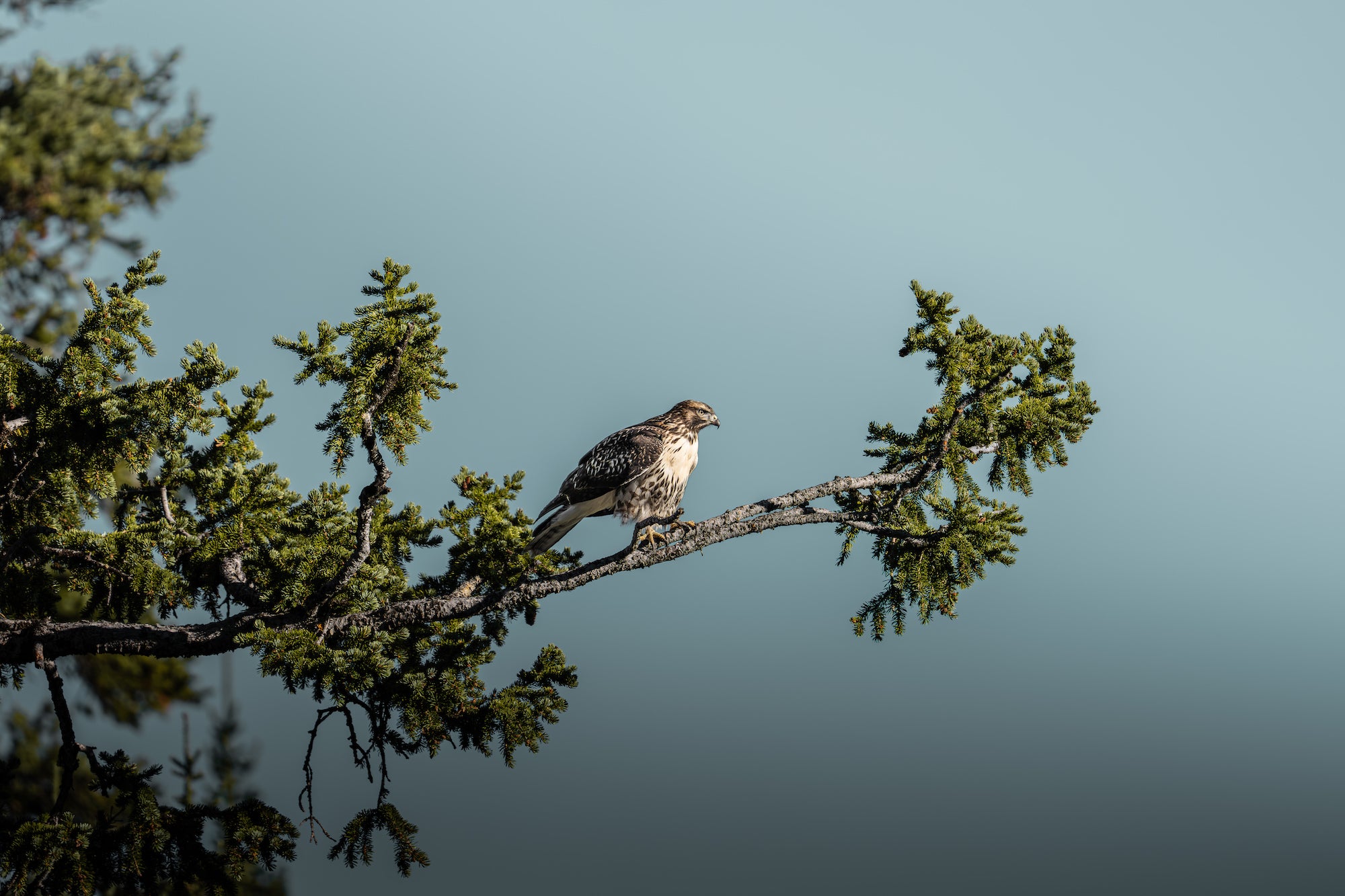 Hawk perched on a pine branch against a pale blue background. Photographed by Dani Hamm.