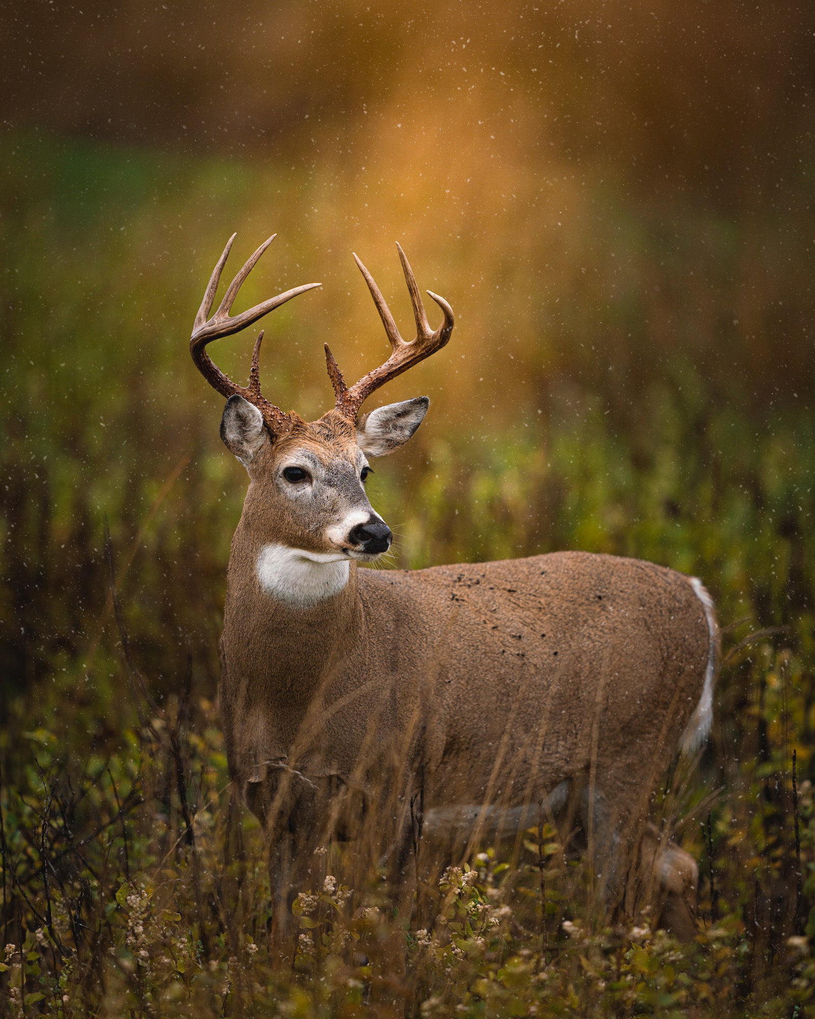 A white-tailed buck with large antlers stands in light rain against a softly blurred autumn background. A white-tailed buck with large antlers stands in light rain against a softly blurred autumn background.