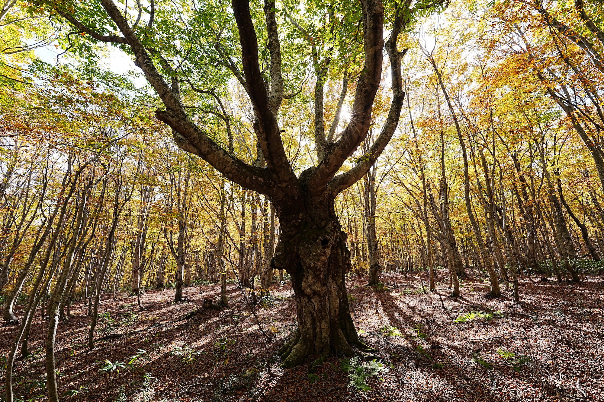 Sunlight filters through a mature tree in a forest of green, yellow and orange autumn foliage. Sunlight filters through a mature tree in a forest of green, yellow and orange autumn foliage.